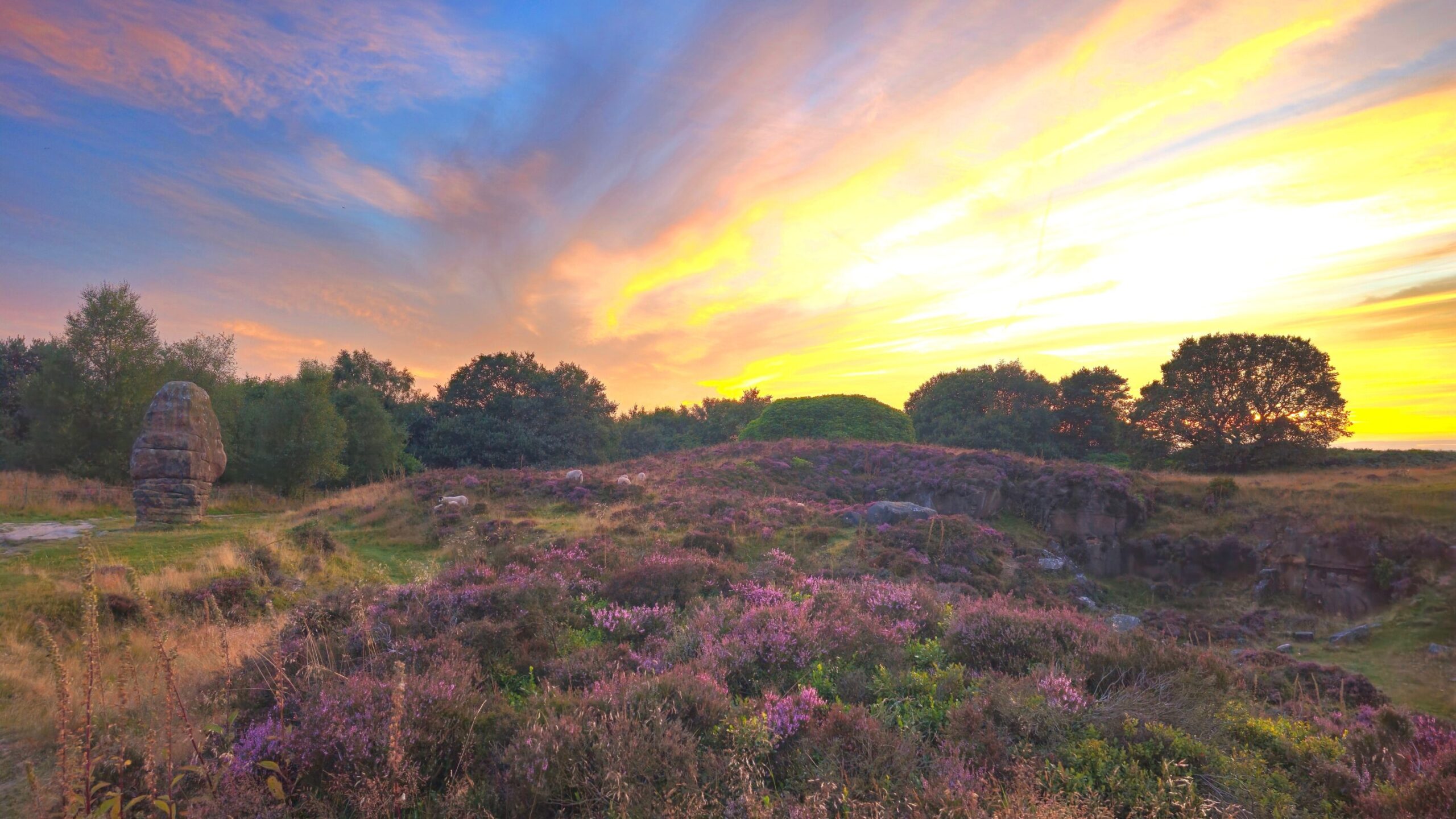 Nature in the New Forest