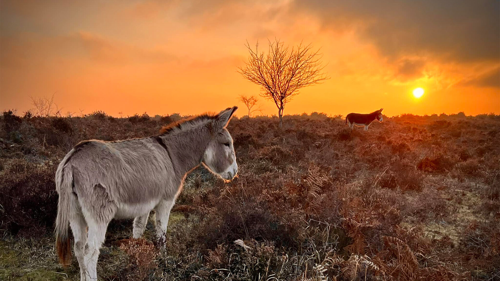 Nature & Wildlife Breaks in the New Forest | Hotels Burley Beaulieu Lyndhurst Cadnam New Forest