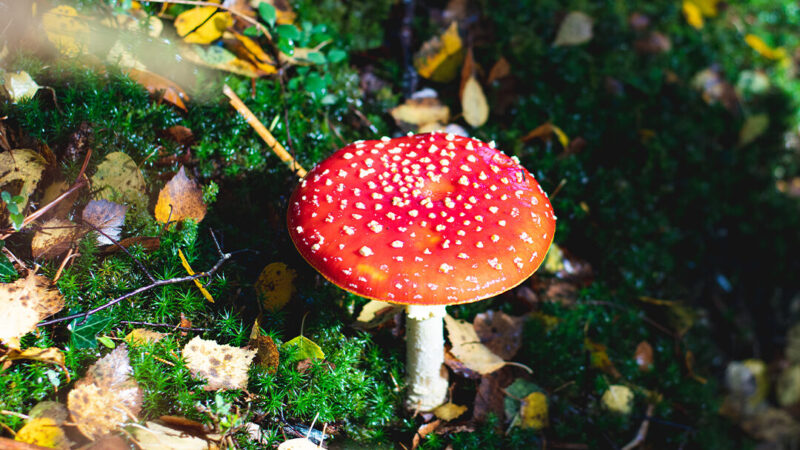 New Forest Nature & Wildlife Breaks | New Forest Hotels