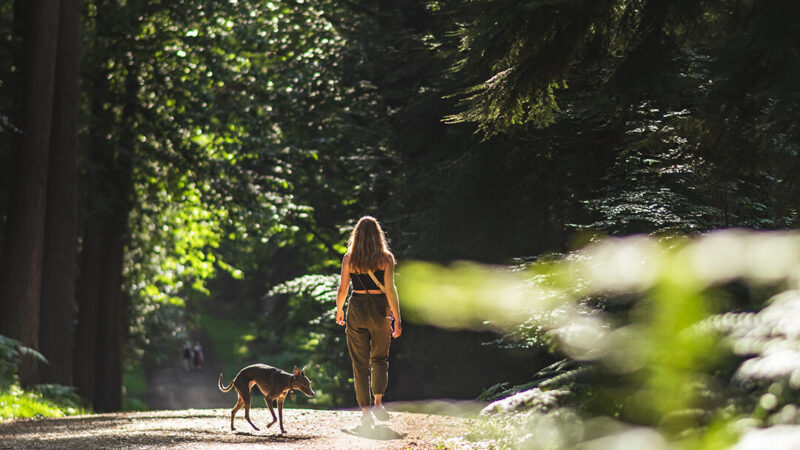 Nature & Wildlife Breaks in the New Forest National Park
