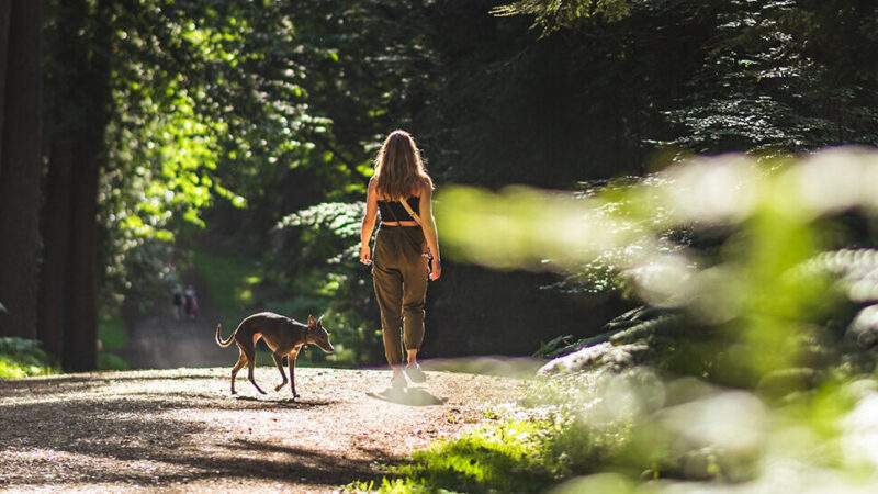 Nature & Wildlife Breaks in the New Forest National Park