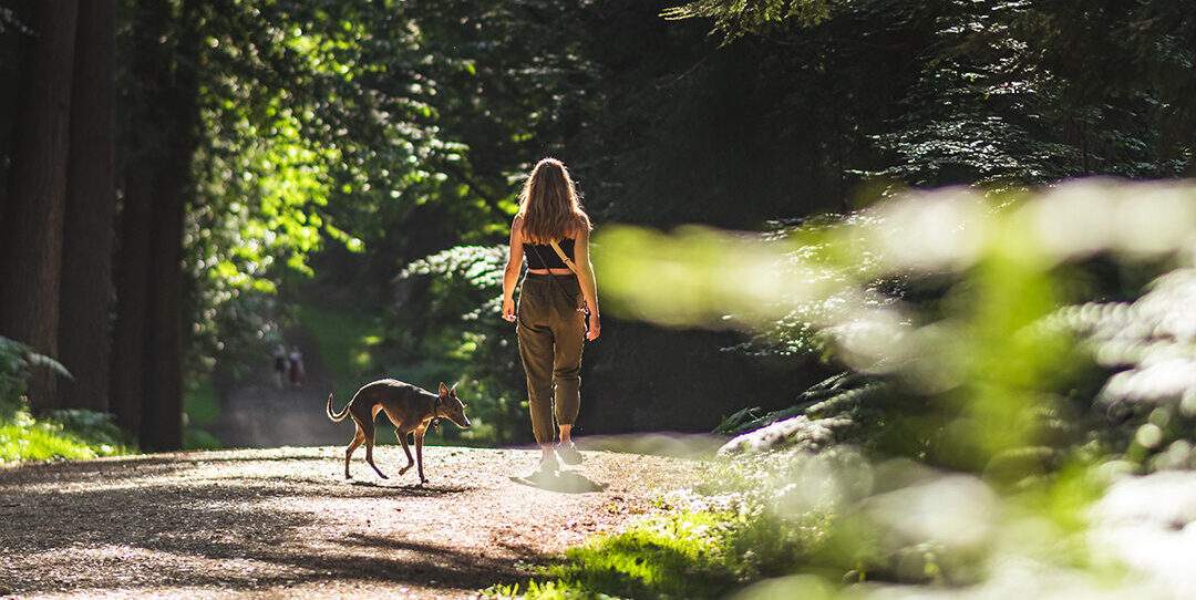 Nature & Wildlife Breaks in the New Forest National Park