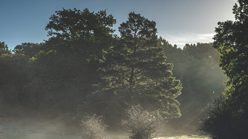 Nature & Wildlife Breaks in the New Forest National Park