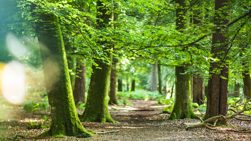 Nature & Wildlife Breaks in the New Forest National Park