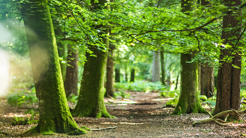 Nature & Wildlife Breaks in the New Forest National Park