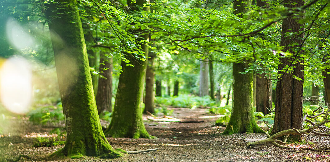 Nature & Wildlife Breaks in the New Forest National Park