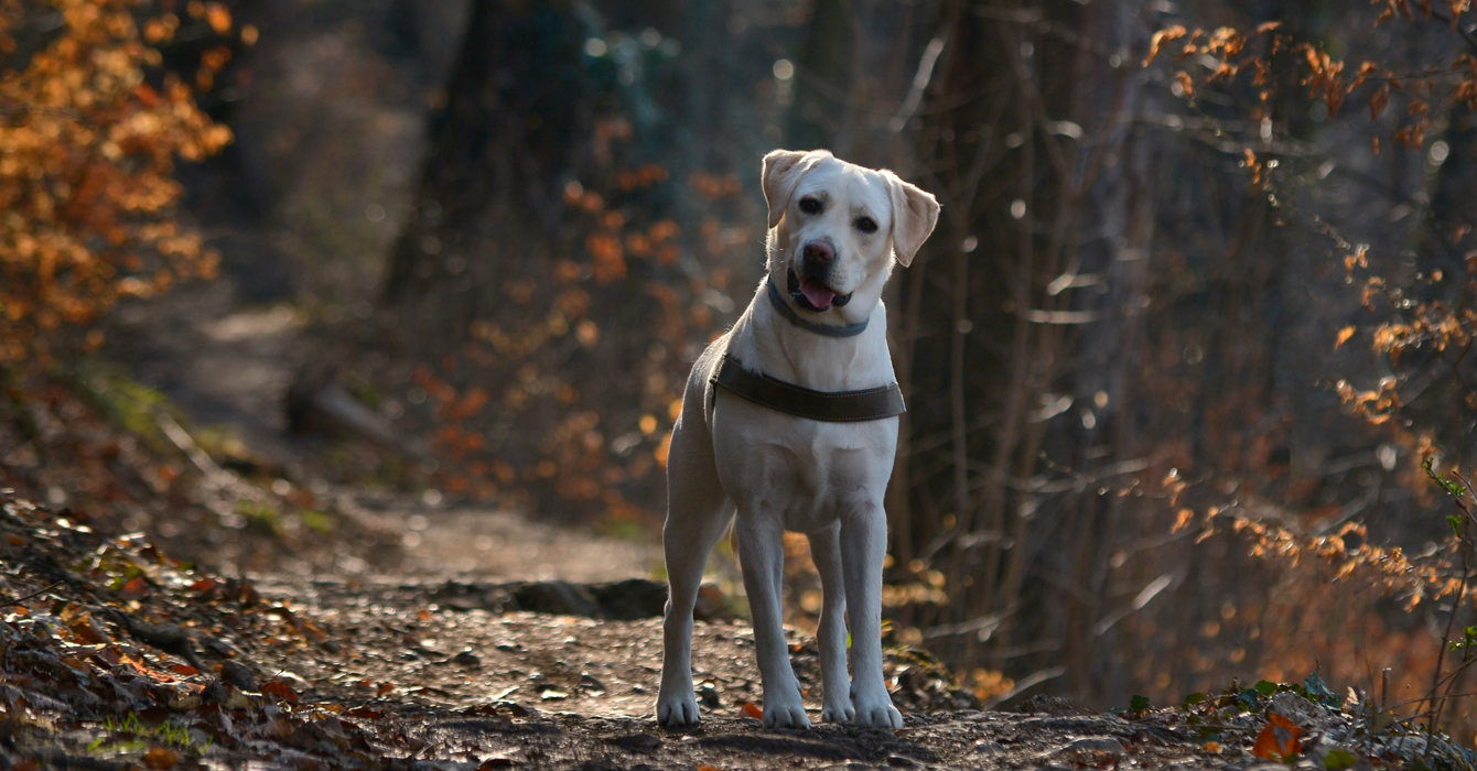 Dog-Friendly Hotels & Unforgettable Adventures & Walks with New Forest Hotels