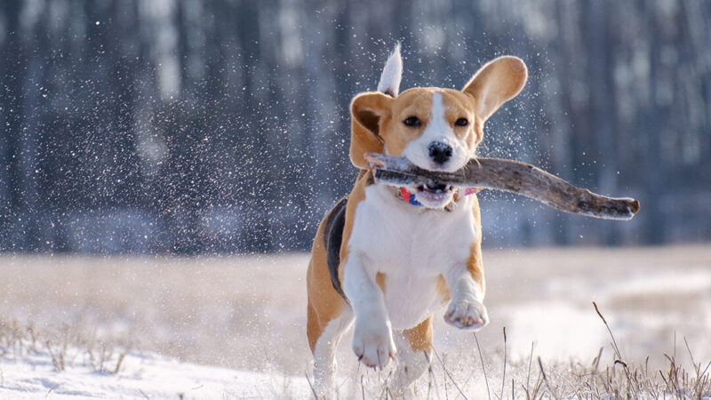 Tips for a Stress-Free Dog-Friendly Holiday