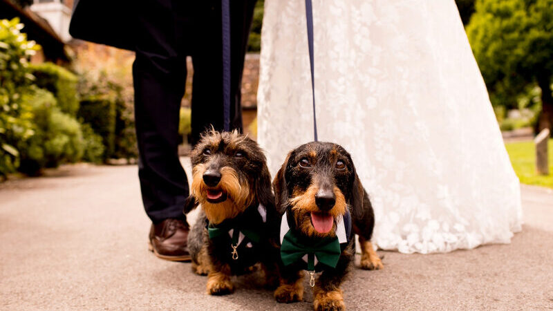 Bride and groom celebrating their New Forest wedding with their dog, set against a romantic woodland backdrop—perfect for pet-friendly countryside ceremonies and relaxed, outdoor celebrations.