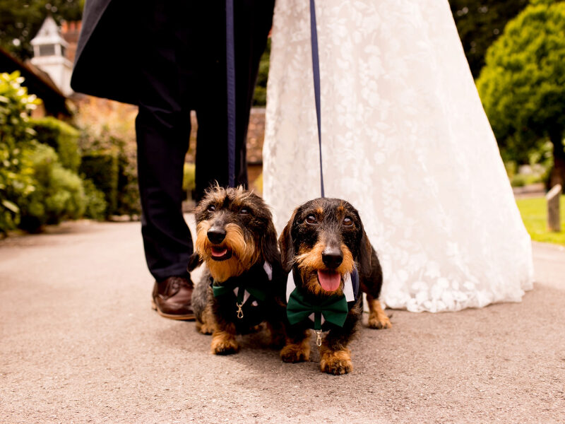 Bride and groom celebrating their New Forest wedding with their dog, set against a romantic woodland backdrop—perfect for pet-friendly countryside ceremonies and relaxed, outdoor celebrations.