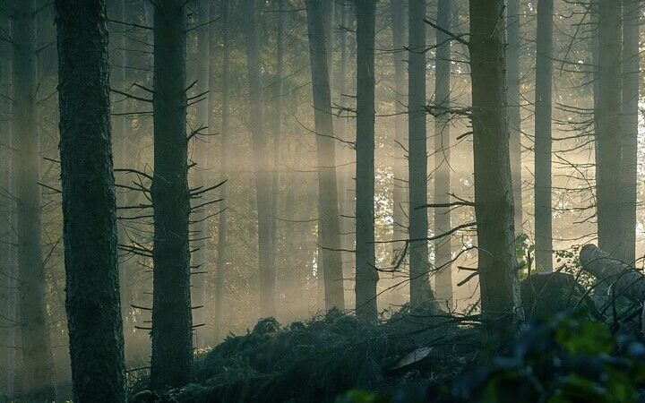 New Forest Folklore