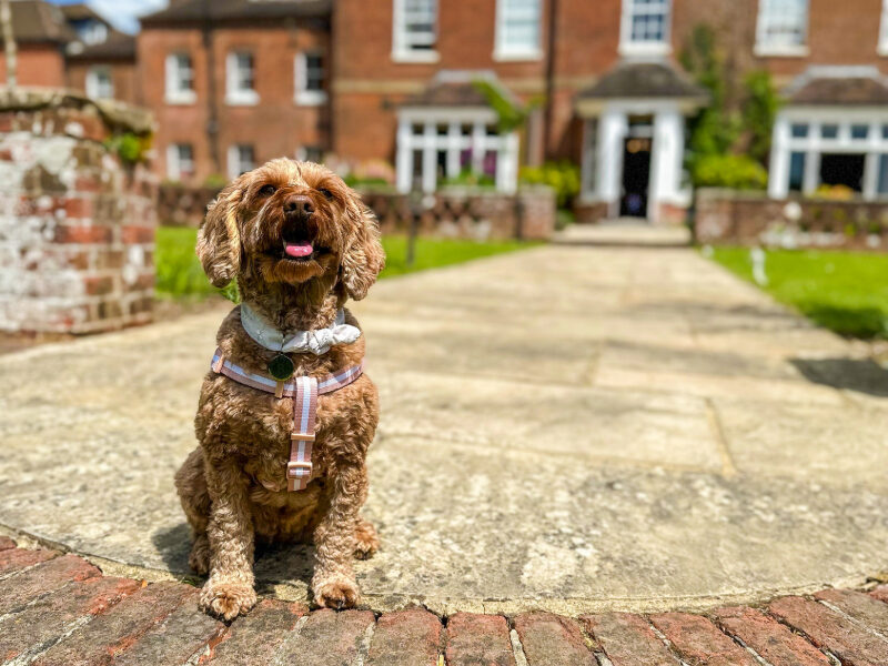 A dog-friendly stay at Bartley Lodge, where your furry friends are welcome to join you in the New Forest. Enjoy comfortable dog-friendly rooms and explore the beautiful surroundings with your pet, making it the perfect getaway for both you and your four-legged companion.