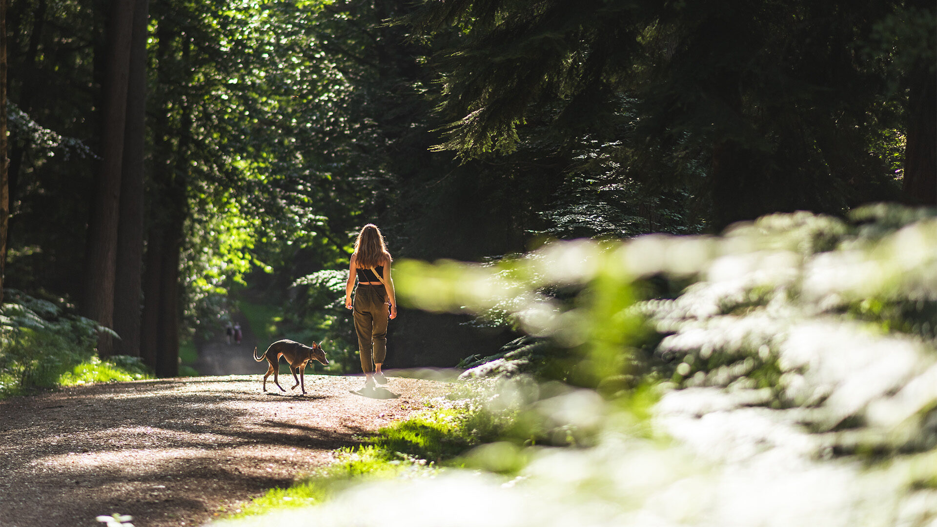 Wellness Walks & Spa Treatments in the New Forest Hotels