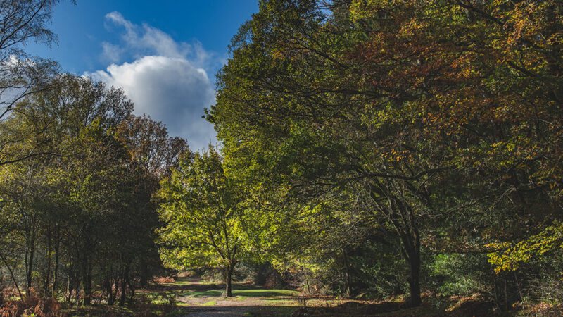 Culture Breaks with New Forest Hotels