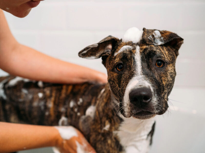 Give your dog the ultimate clean-up at Drift Dog Wash, where comfort meets convenience. Our self-service dog wash station offers everything you need to refresh your pet, from easy-to-use hoses to premium shampoos. Whether it’s a quick rinse or a full bath, Drift Dog Wash ensures your furry friend leaves looking and feeling their best.