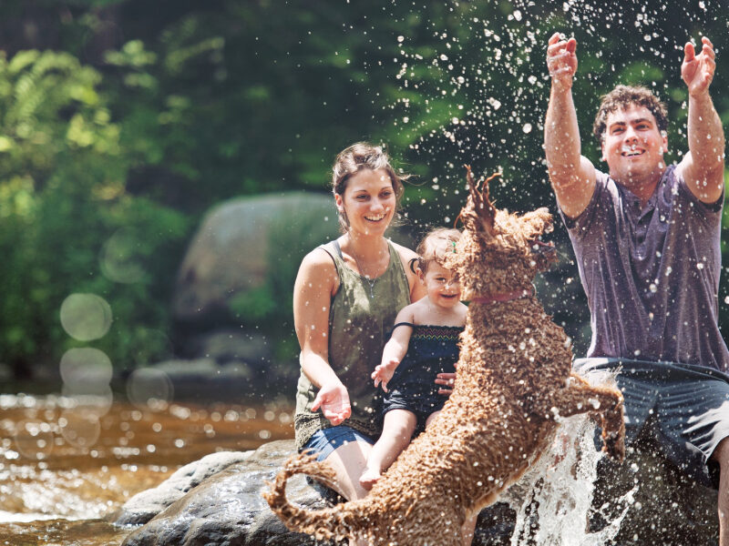 A family joyfully playing in a stream along a forest trail in the New Forest National Park, surrounded by lush greenery and natural beauty—perfect for outdoor adventures and family bonding in the heart of the countryside.