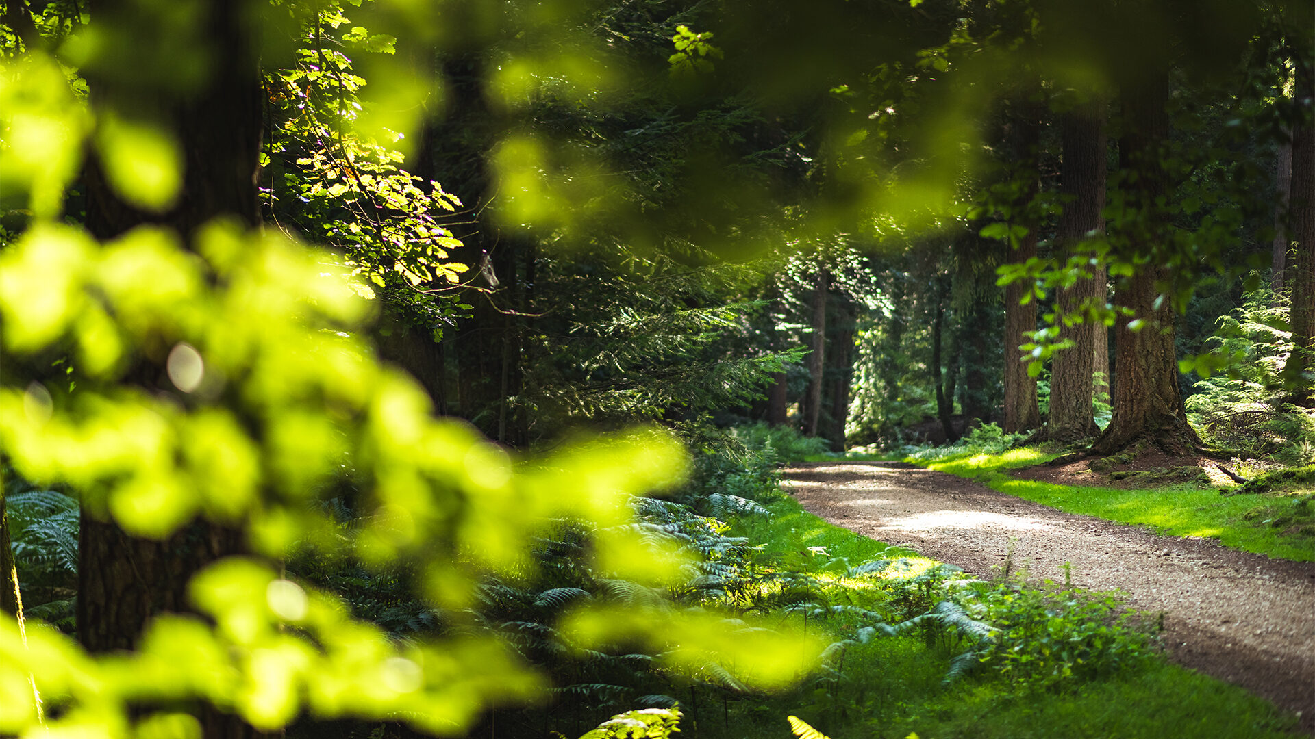 Stays in the New Forest Hotels | Food & Drink in the New Forest | Meetings in the New Forest | Weddings in the New Forest