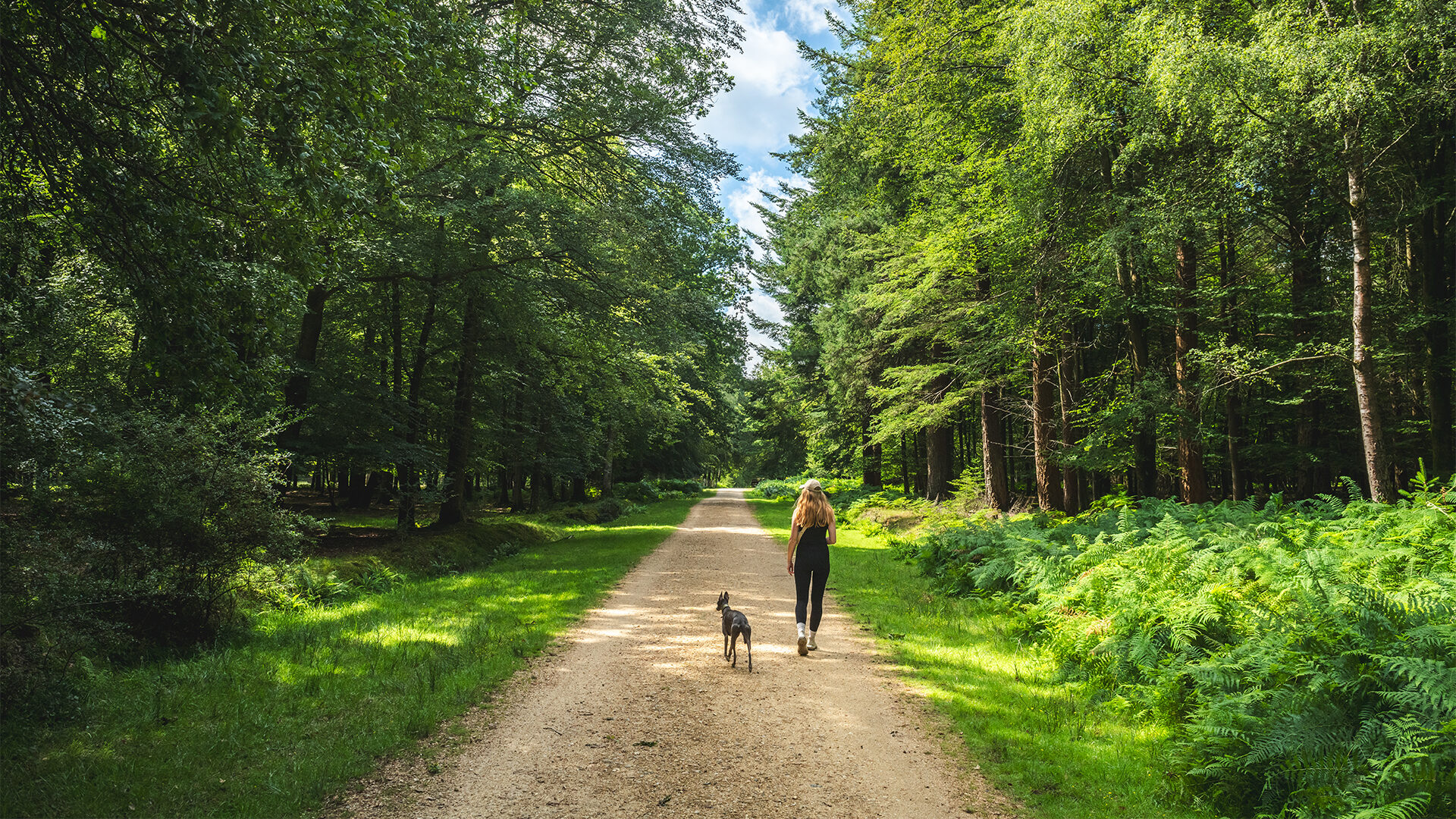 Walking Breaks in the New Forest in the Summer with New Forest Hotels