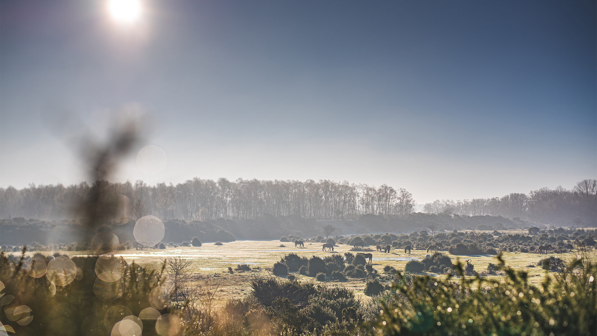 Wildlife at The New Forest
