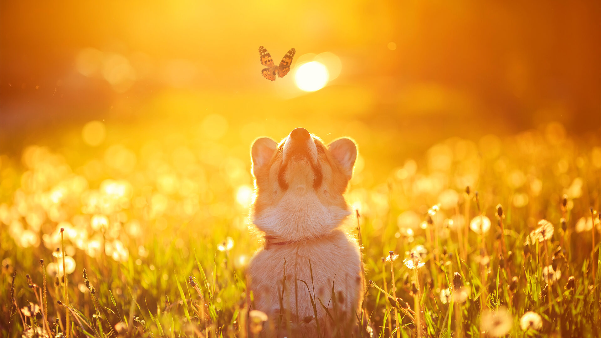 Dog Friendly Hotels in the New Forest for Dogcations and Breaks with your Dogs