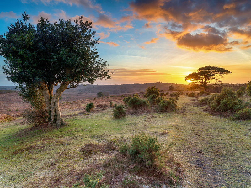 A golden sunrise over the New Forest, with trees beautifully silhouetted against the vibrant morning sky, capturing the peaceful and serene start to a new day in the heart of nature.