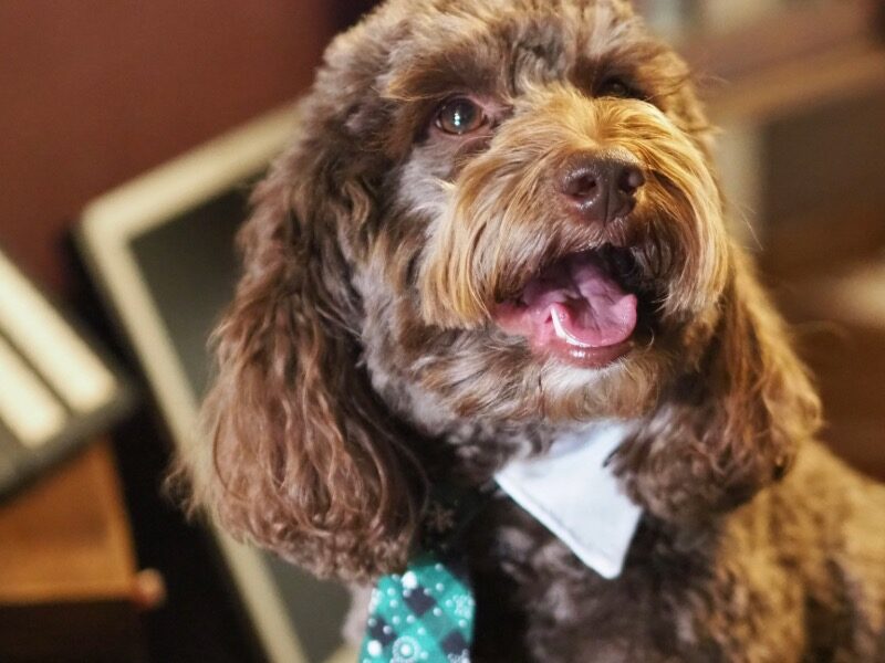 Yoda | Managing Dogrector | sitting at reception in a tie