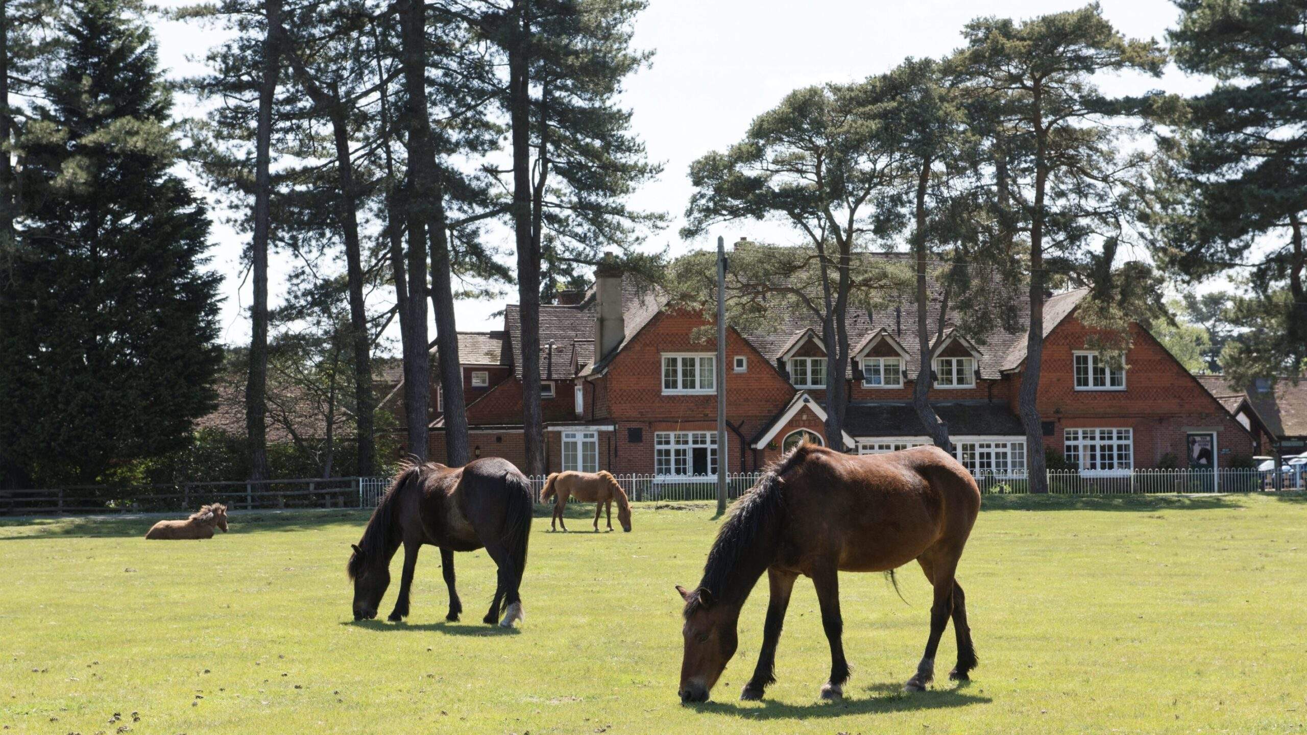New Forest horses outside Beaulieu Hotel