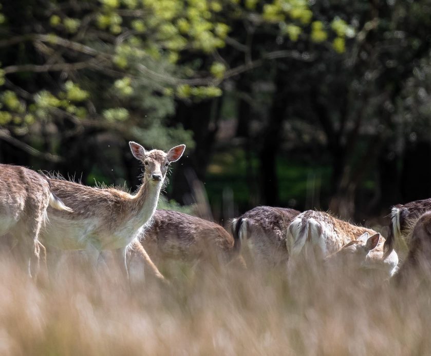 Deer In The New Forest