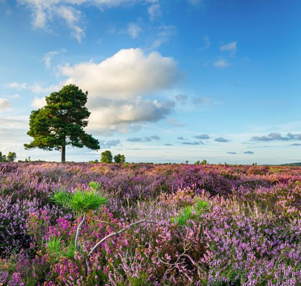 New Forest Countryside View